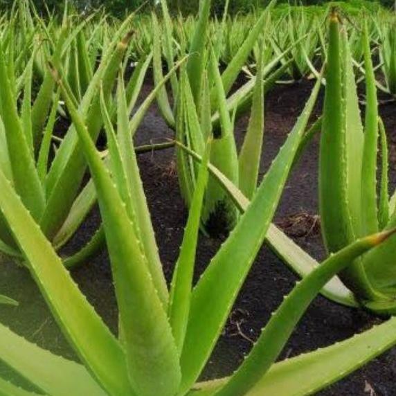 

Terlaris Promo 12 Bulan Panen Bibit Tan Lidah Buaya Jumbo Pontianak Promo