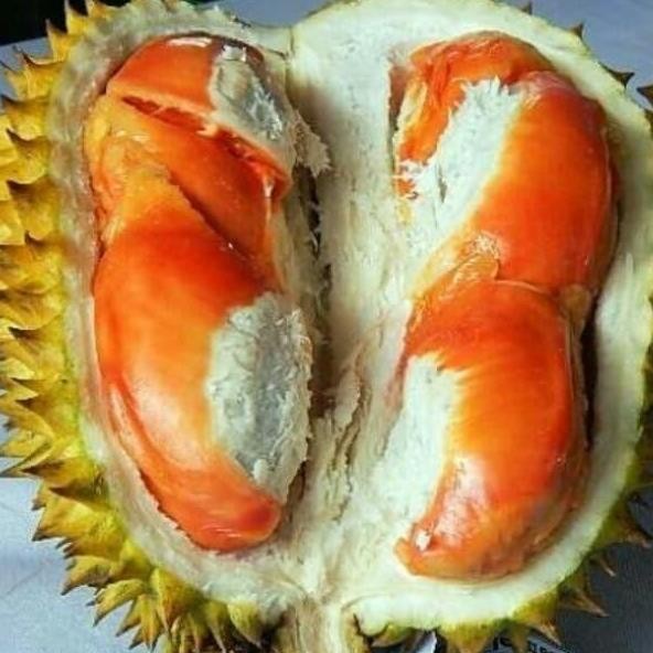 

Terlaris Bibit Pohon Durian Udang Merah