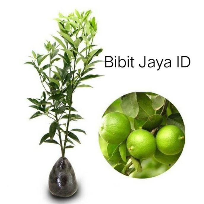 

Terlaris Bibit Jeruk Nipis Super Murah (Beli 15 Gratis 2)