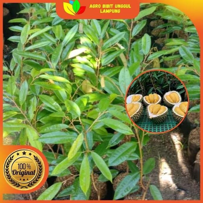 

Terlaris Bibit Durian Montong Kane Chane Asli Tanaman Okulasi Cepat Berbuah Bibit Durian Montong Cepat Berbuah