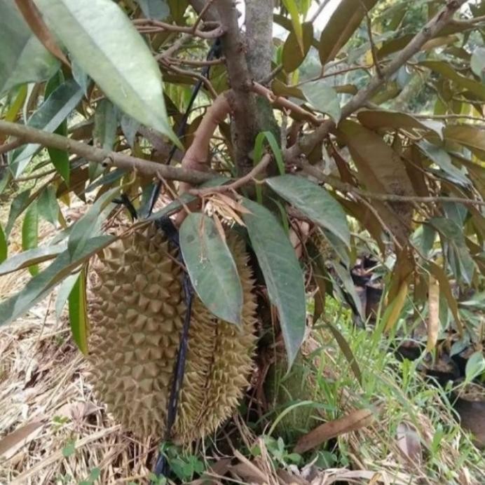 

Terlaris Bibit Durian Montong Hasil Okulasi Bisa Berbuah Dalam Pot