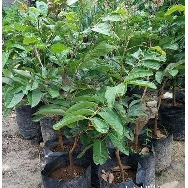 

Terlaris Bibit Kelengkeng Aroma Durian