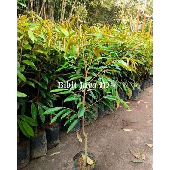 

Terlaris Ready Bibit Durian Ketinggian 1 Meter Up Hasil Okulasi