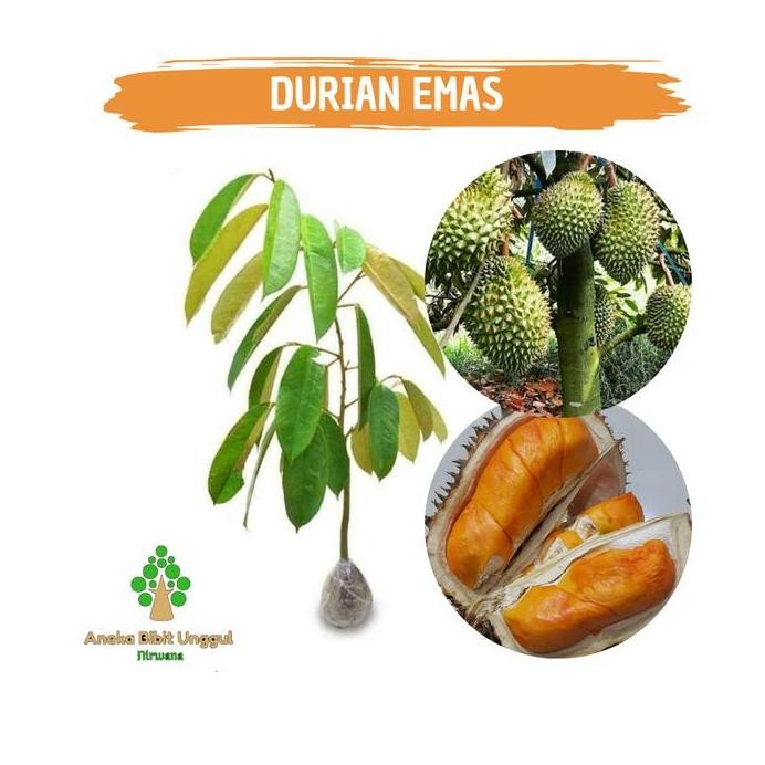 

Terlaris Bibit Durian Kuning Mas Durian Emas Durian Simas Aneka Bibit Unggul
