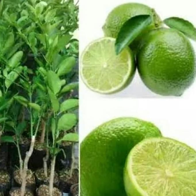 

Terlaris Bibit Pohon Jeruk Nipis