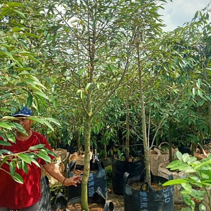 

Terlaris Bibit Durian Musangking & Montong 2 Meter Batang Besar