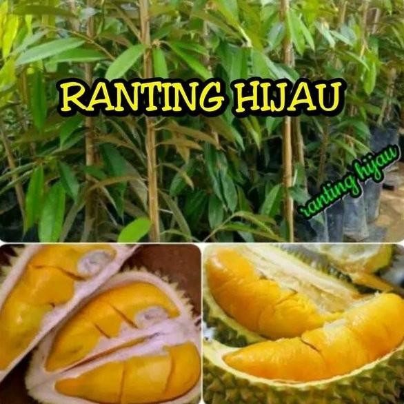 

Terlaris Bibit Durian Petruk Orizinal