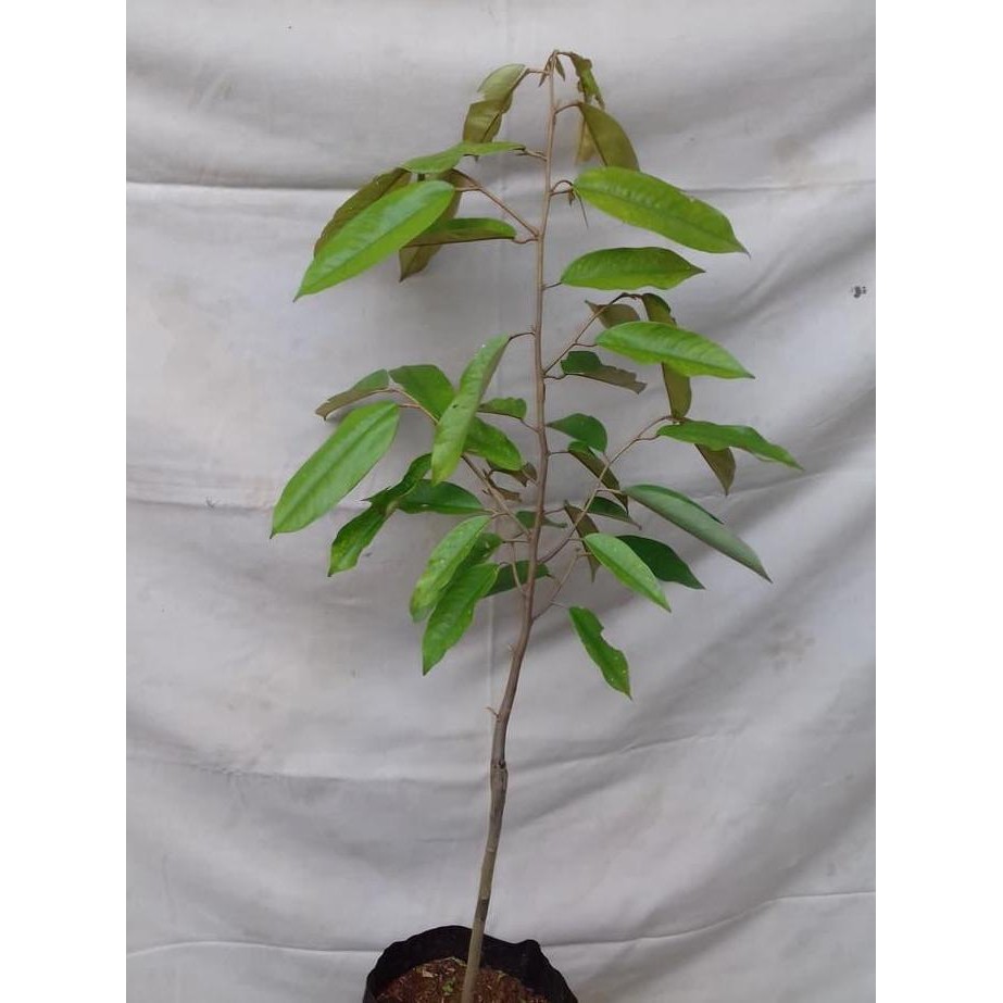 

Terlaris Bibit Durian Montong Ini Memang Terbaik