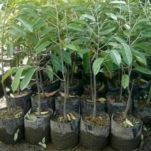 

Terlaris Bibit Tanaman Buah Durian Monthong