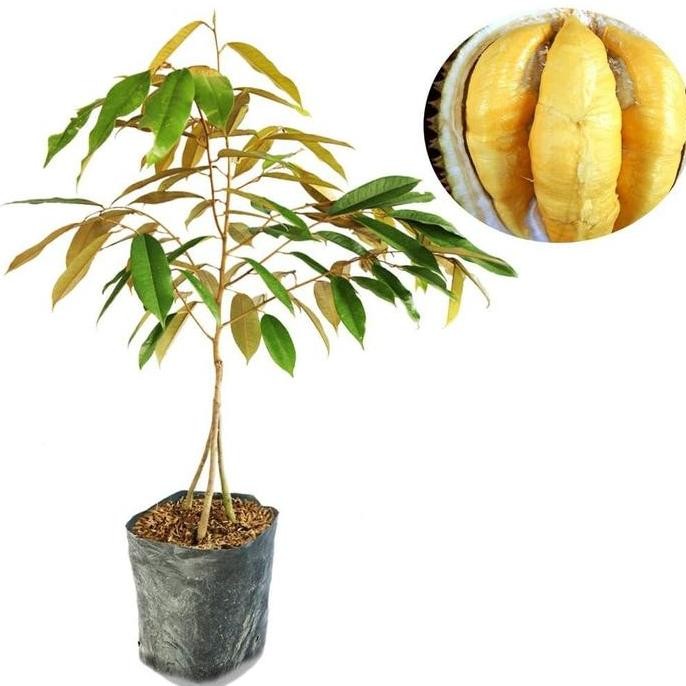 

Terlaris Bibit Tanaman Buah Durian Montong Kaki 3