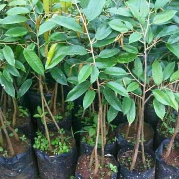 

Terlaris Bibit Durian Seedling Bawor Kaki 3