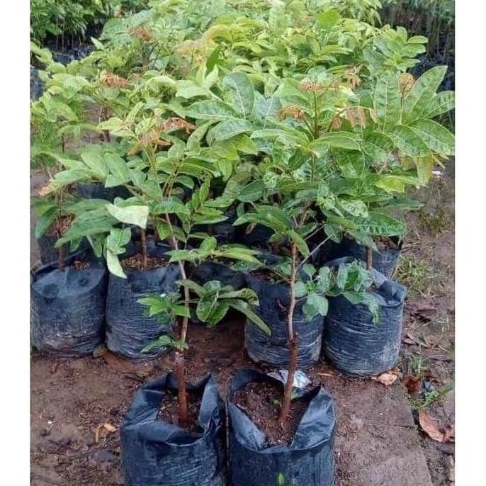 

Terlaris Bibit Tanaman Buah Kelengkeng Klengkeng Aroma Durian