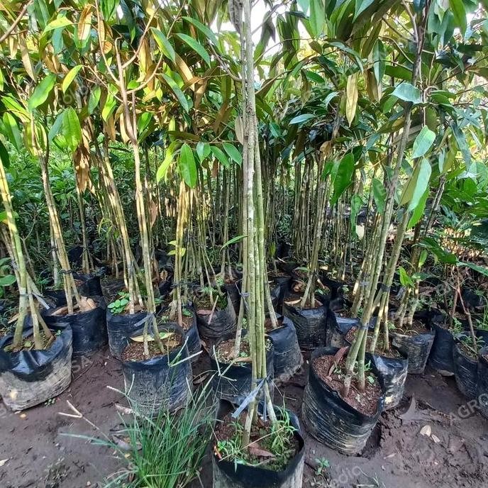 

Terlaris Bibit Pohon Durian Musang King Bawor Duri Hitam Kaki 3 Tinggi 1,5 Mete
