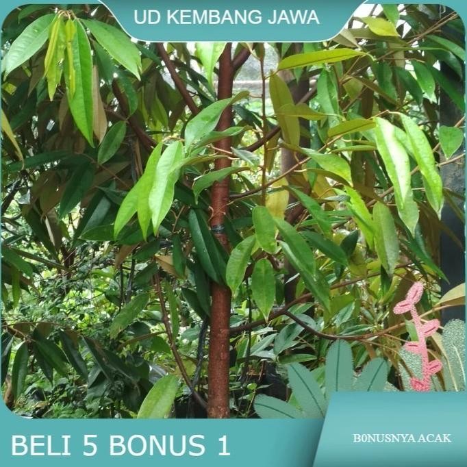 

Terlaris Bibit Pohon Durian Musang King Umur 3 Tahun Tinggi 1.5 Meter