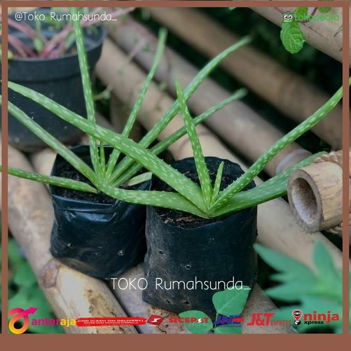 

Terlaris Bibit Tanaman Lidah Buaya - Lidah Buaya Bibit - Tanaman Lidah Buaya