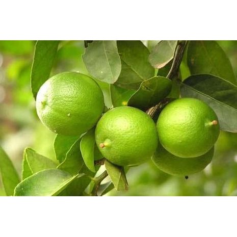 

Terlaris Bibit Jeruk Nipis Super Unggul