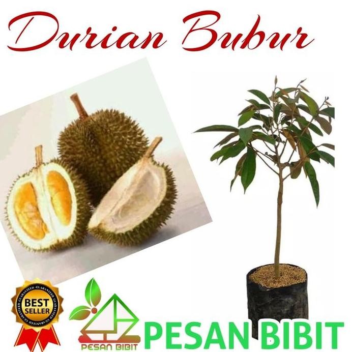 

Terlaris Bibit Durian Bubur