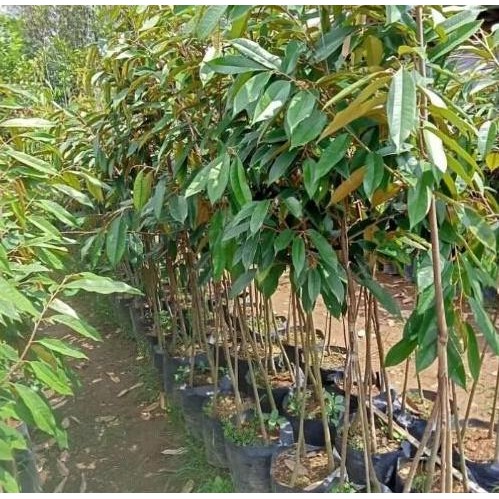 

Terlaris Terlaris Bibit Durian Musangking 1 Meter Up Buah Nya Super Jumbo Ready Stock