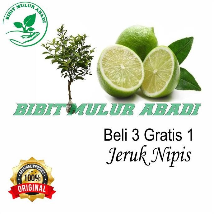

Terlaris Bibit Tanaman Buah Jeruk Nipis (Promo Beli 3 Free 1)