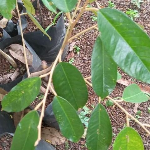 

Terlaris Bibit Durian Varietas D13