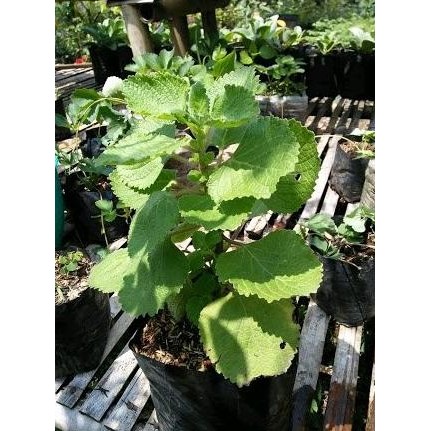 

Terlaris Bibit Tanaman Daun Lemon Balm-Lemon Mint Herbal Mellisa