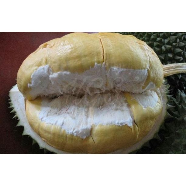 

Terlaris Bibit Tanaman Buah Durian Bawor
