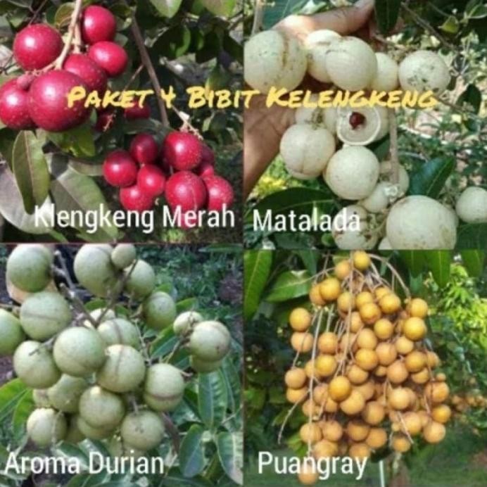 

Terlaris Paket 4 Bibit Kelengkeng Merah - Matalada - Aroma Durian - Puangray