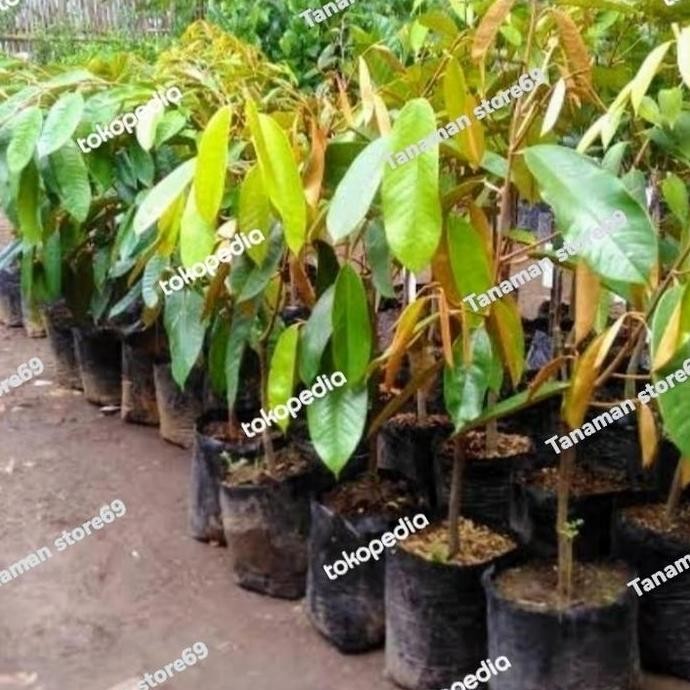 

Terlaris Bibit Pohon Durian Montong - Pohon Durian Montong