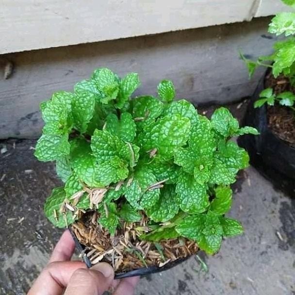 

Terlaris Bibit Tanaman Daun Mint Lebat