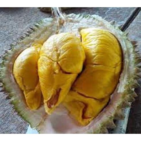 

Terlaris Bibit Tanaman Buah Durian Musang King Kaki Tiga