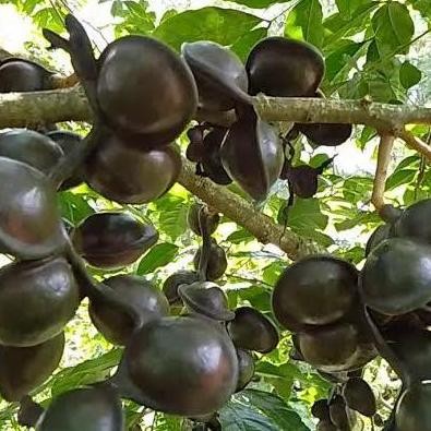 bibit jengkol super okulasi unggulan