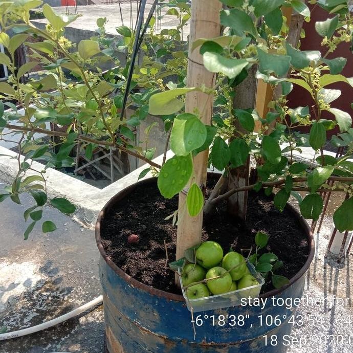 pohon apel India/putsa sudah berbuah