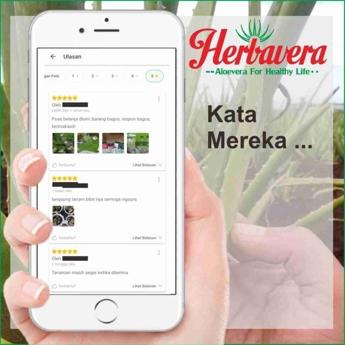 

Terlaris Aloevera Bibit Lidah Buaya Jumbo Herbavera