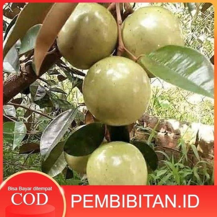 

Terlaris Bibit Unggul Buah Kenitu / Sawo Durian / Manecu