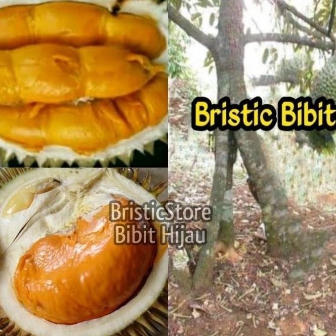 

Terlaris Terlaris Terlaris Bibit Tanaman Buah Durian Super Tembaga Kaki 3 Toop