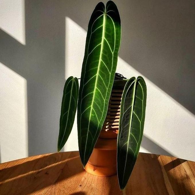 anthurium warocqueanum lidah gajah