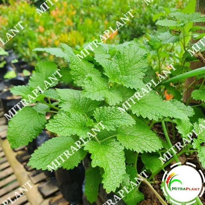 

Terlaris Bibit Pohon Lemon Blam - Tanaman Daun Lemon Mint - Tanaman Obat Herbal