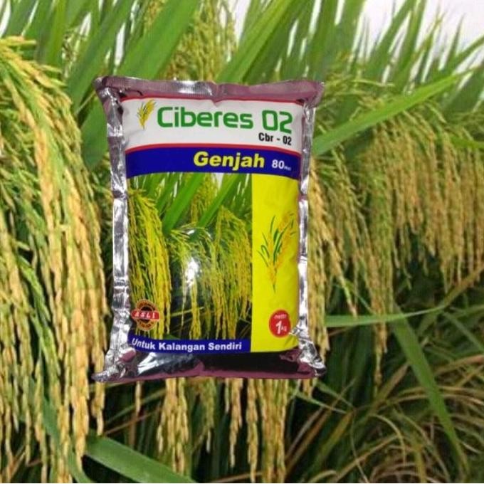 || BANANA / Benih Padi Ciberes 02 tahan serangan tikus ||~~~