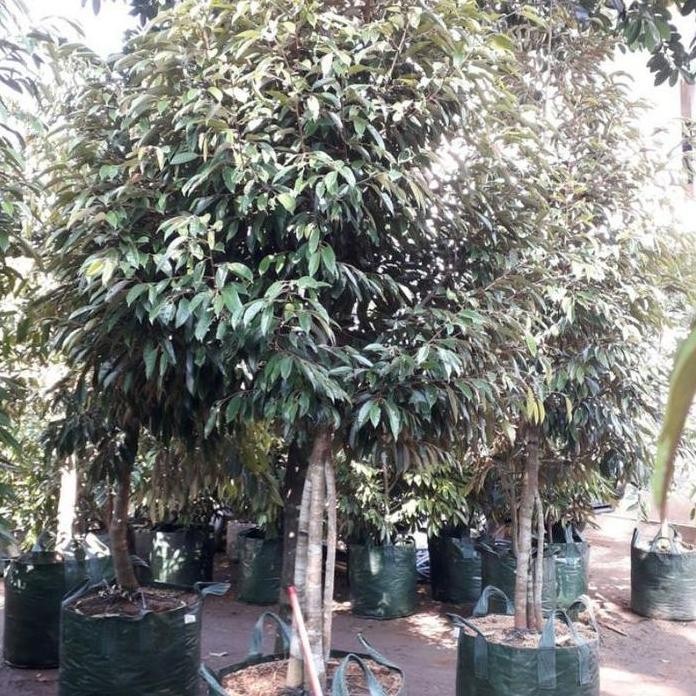 

Terlaris [New] Bibit Durian Siap Buah Bawor