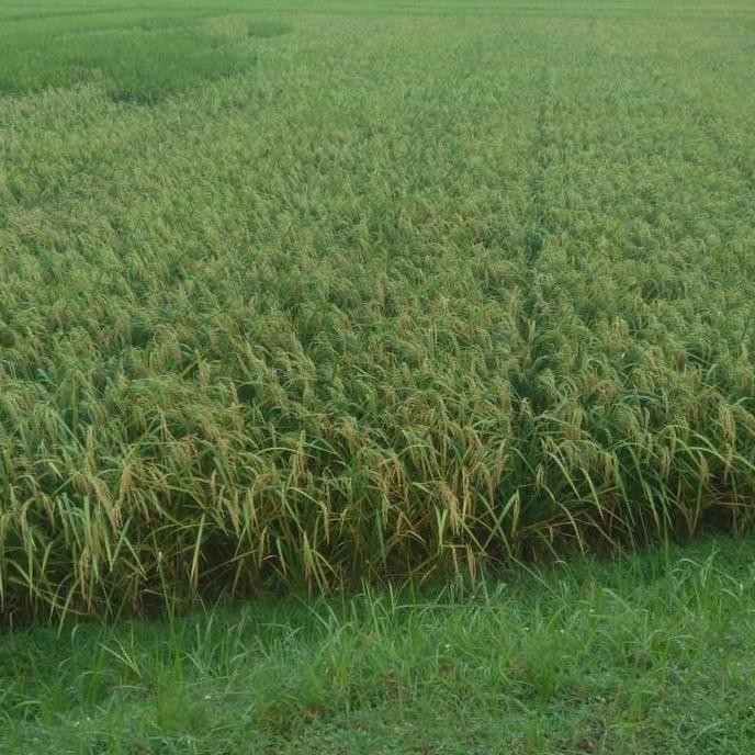 || BANANA / Benih Padi Cakrabuana 04 ||~~~