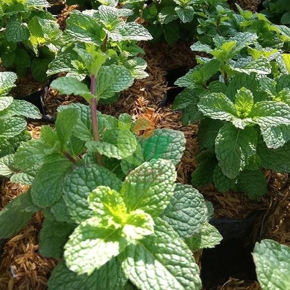 

Terlaris Tanaman Bibit Daun Mint, Ready Stock Delivery Jogja