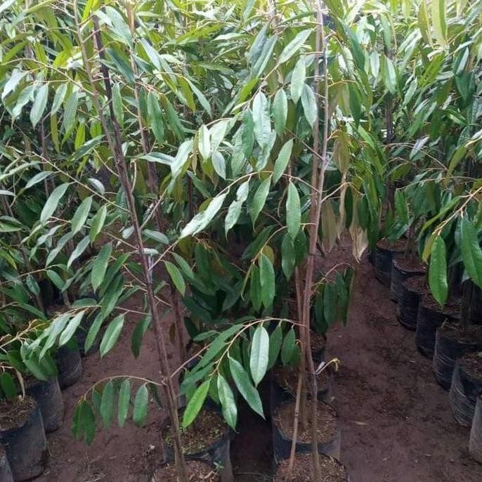 

Terlaris Bibit Durian Bawor Kaki 3 Batang Besar Tinggi 1,5 Meter