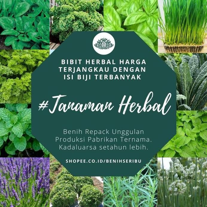 

Terlaris Bs-Byl Benih Herbal Bibit Herb Herba Daun Mint Peppermint Lavender Basil Kale Kucai Coriander Parsley Alfalfa Grass