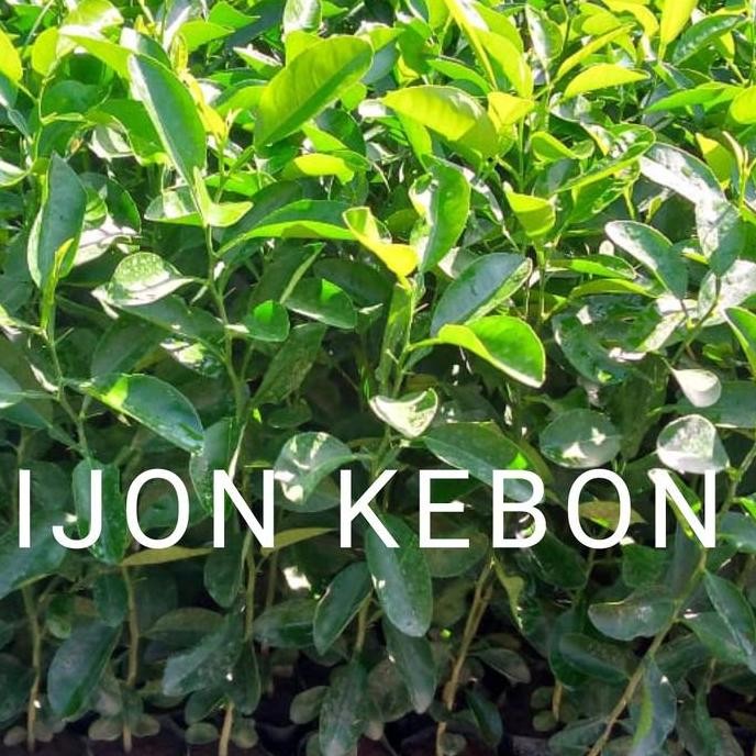 

Terlaris Bibit Jeruk Nipis Seedling Semai Biji