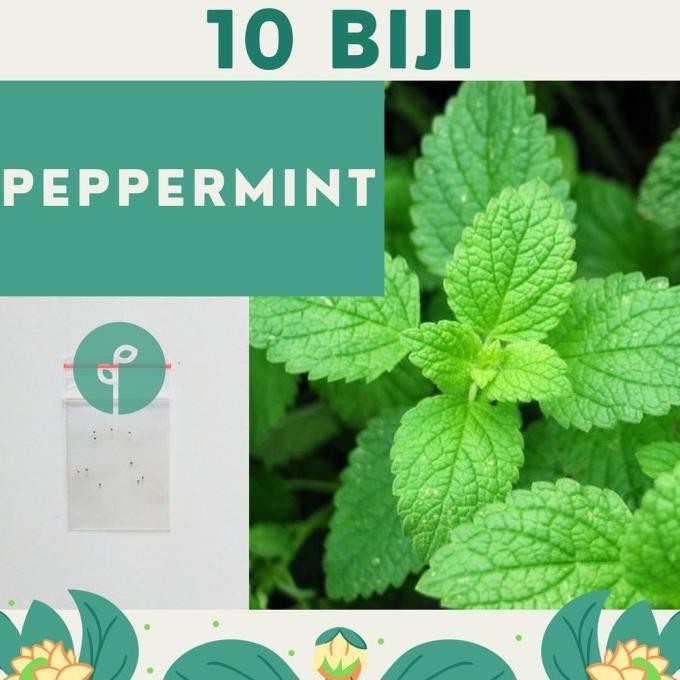 

Terlaris 10 Benih Bibit Herb Benih Peppermint Herbal Bibit Daun Mint Tanaman Herbal Hidroponik Premium Herba Spearmint Unggul Benih Seribu Official Store Semarang