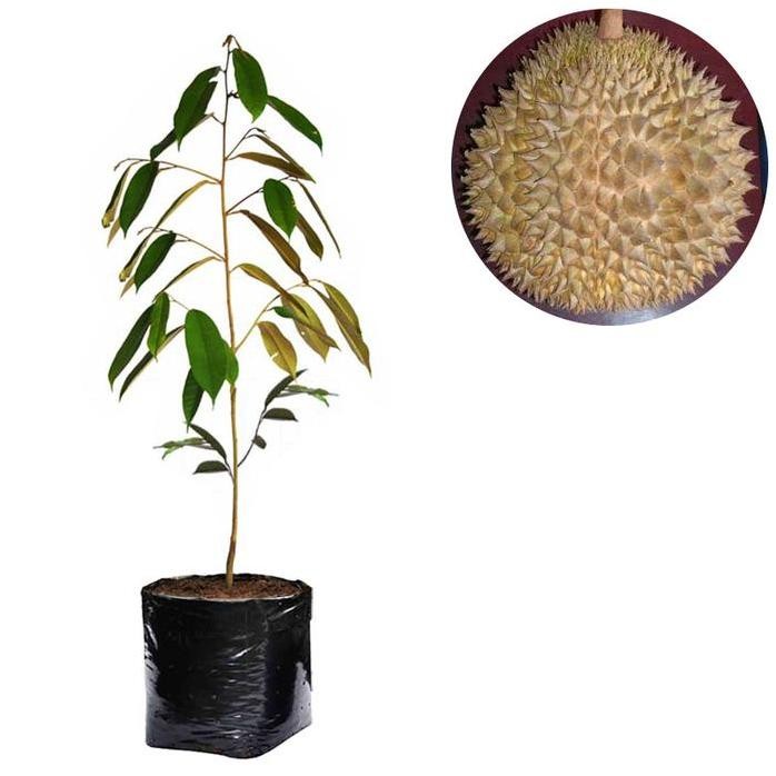 

Terlaris Bibit Durian Matahari 60Cm