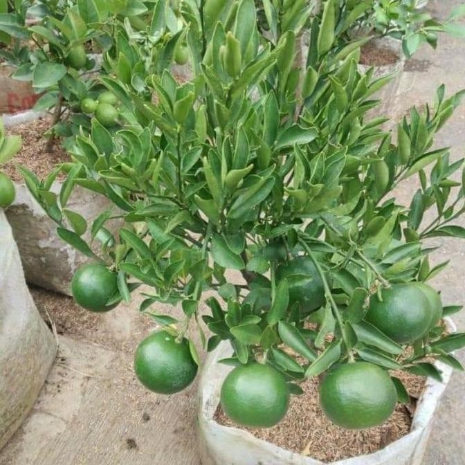 pohon jeruk medan berbuah