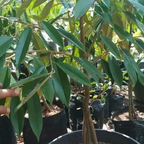 

Terlaris Bibit Durian Duri Hitam Kaki 3 Tinggi 1 Meter - Durian Oche Premium