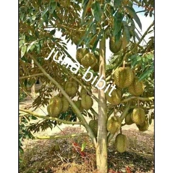 

Terlaris Terlaris Bibit Buah Durian Montong Okulasi Cepat Berbuah Super Manteeb Tos