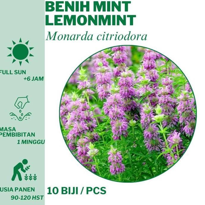 

Terlaris 281 Benih Mint Lemonmint Daun Lemon Mint Bibit Unggulan Hidroponik Tanam
